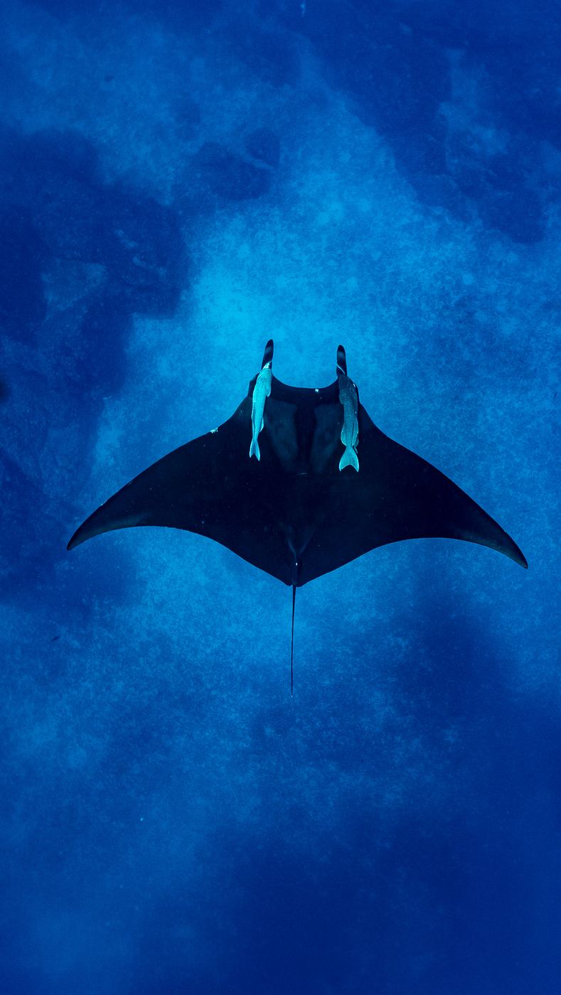 Una manta gigante en aguas profundas